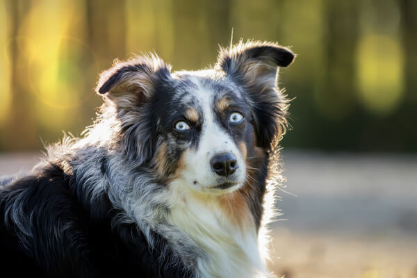 Banco de imagens : grama, Visão, cachorro, Collie, pele