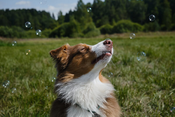 Banco de imagens : grama, Visão, cachorro, Collie, pele