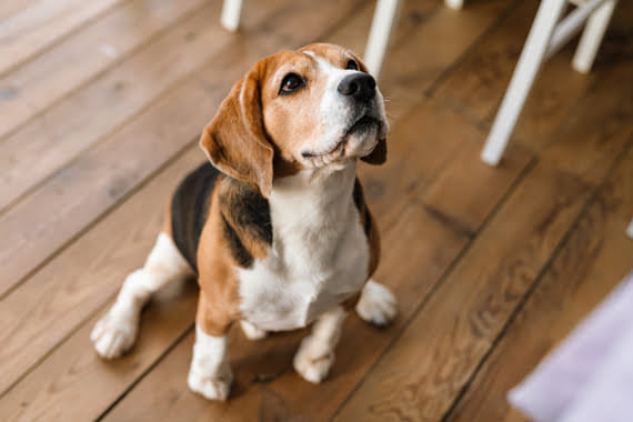 Cão Beagle, de cor branca com manchas preta e marrom, sentado em um piso de taco e olhando para cima