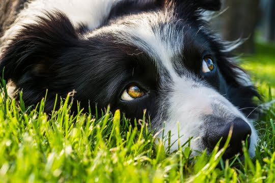 Qual o tamanho do Border Collie?