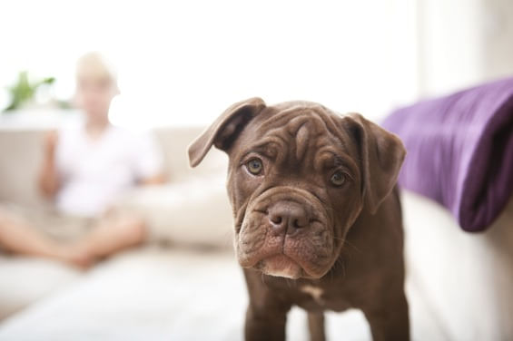 Buldogue Inglês