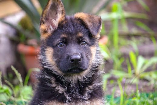 Características do Pastor Alemão - Esse cão é pra você? - Portal do Dog