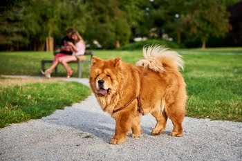 Cão Chow Chow, de pelagem dourada, caminhando em um parque com asfalto e gramado