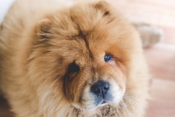 Cão Chow Chow com foco na face, de pelagem dourada 