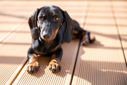 Dachshund deitado Cão Dachshund, de pelagem preta com manchas cor de ferrugem, deitado em um chão de piso