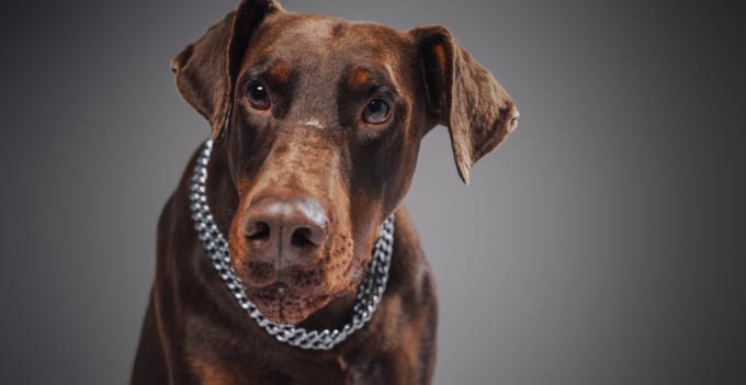 Cachorro Doberman: descubra aqui tudo sobre a raça