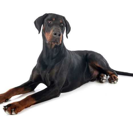 Conheça o Doberman