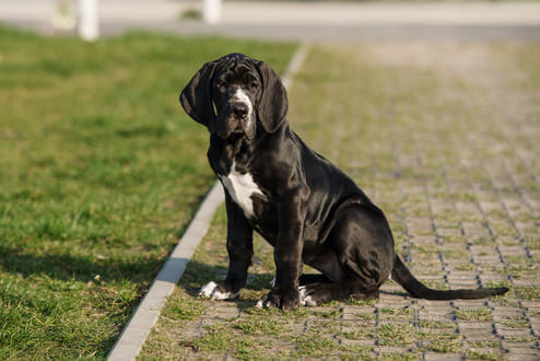 Dogue Alemão: saiba tudo sobre a raça - Blog AZ Petshop - Dicas para cuidar  do seu pet!