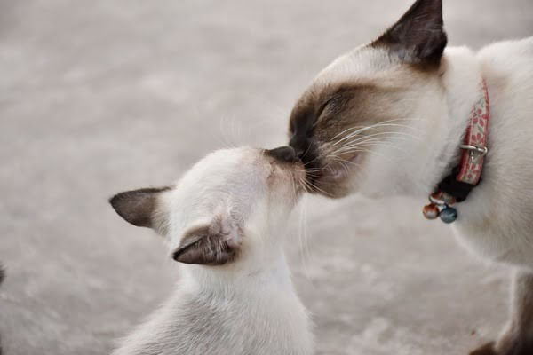 gato  Poesias Preferidas