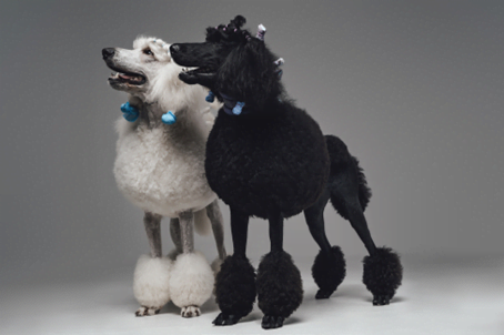 Dupla de Poodles preto e branco Dois cães da raça Poodle, um de pelo branco e o outro, preto, tosados
