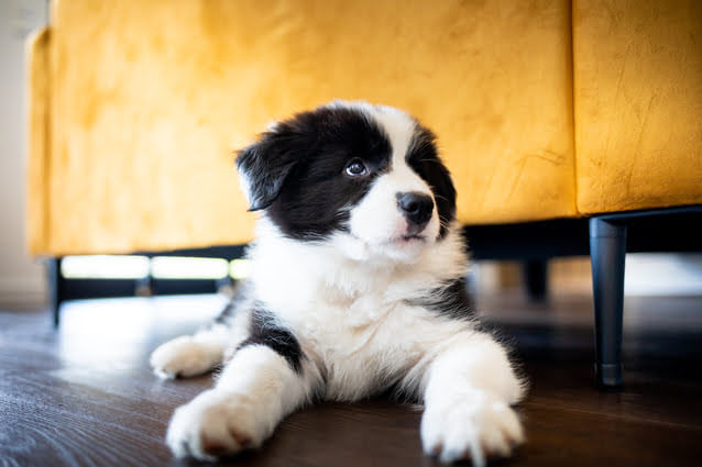 Cão Border Collie filhote, de pelagem preta e branca, deitado no chão