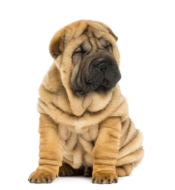 Shar Pei Filhote Cão Shar Pei filhote, com pelagem caramelo e face parcialmente preta, sentado