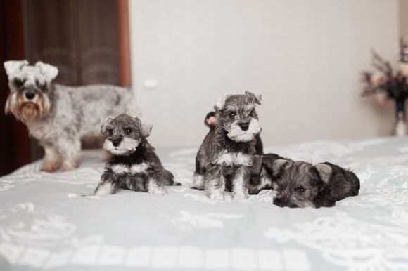 Filhotes de Schnauzer com adulto Quatro cães Schnauzer, um adulto na esquerda e ao fundo, de pelagem cinza clara, e três filhotes ao centro, de pelagem cinza escura com detalhes brancos, todos em cima de uma cama branca