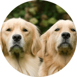 Golden Retriever sentado Cão Golden Retriever, de frente, sentado