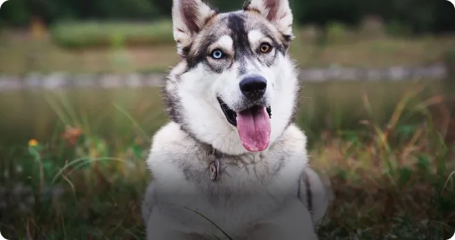 Husky Siberiano com Heterocromia Husky Siberiano com heterocromia deitado na grama com a língua de fora