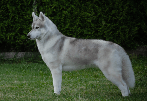 Husky Siberiano de perfil Husky Siberiano adulto com pelagem branca e manchas cinzas em uma pose de perfil