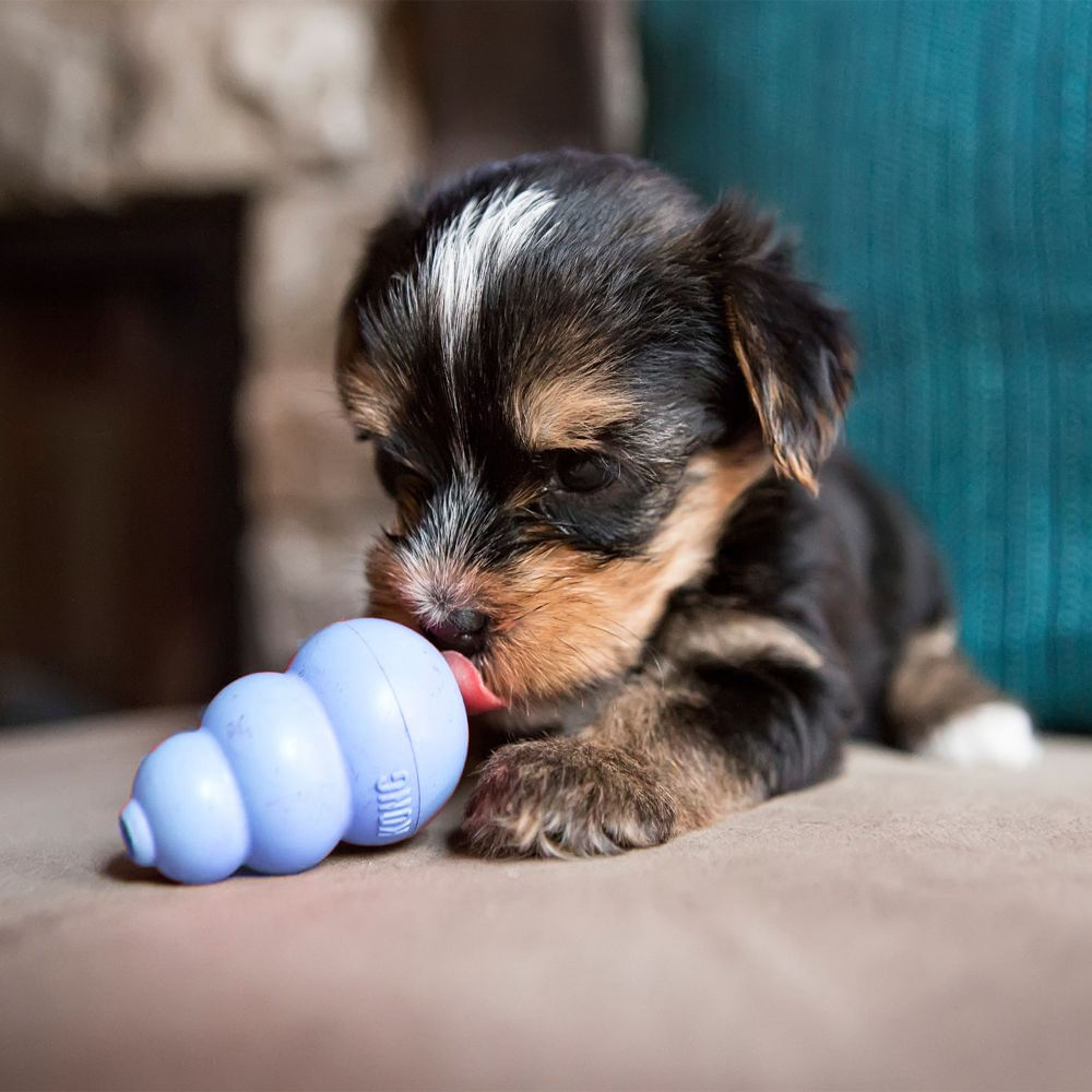 Foto-do-produto-Brinquedo-Interativo-Caes-Kong-Puppy-Azul-xSmall-Kp4--no-petshop-online-da-Tudo-de-Bicho