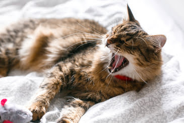 Gato Maine Coon, de pelagem rajada em cinza, marrom claro e preto, deitado em uma cama e bocejando