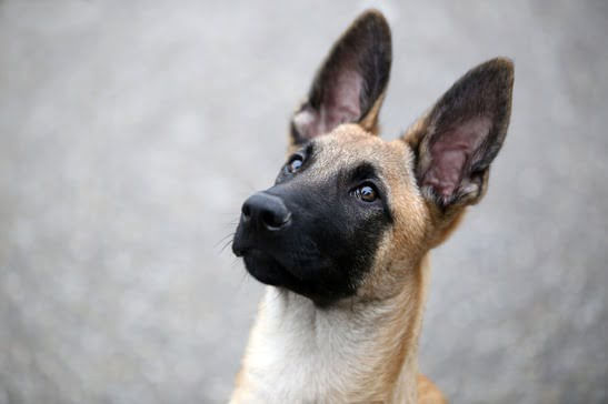 Cachorro policial: Pastor Alemão X Pastor Belga Malinois