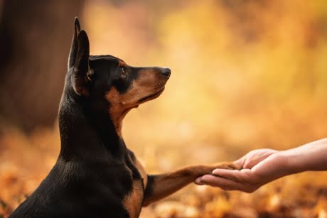 Cão Pinsher Mini, de cor preta e ferrugem, estendendo a pata para uma mão humana