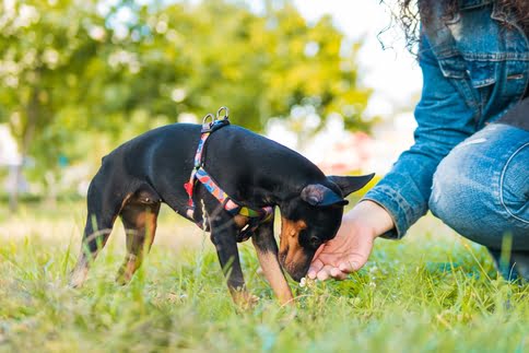 Cão Pinsher Mini, de cor preta e ferrugem, procurando por algo na grama