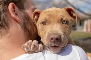 Cão Pitbull filhote, de pelagem marrom, carregado com sua cabeça sobre as costas de um homem