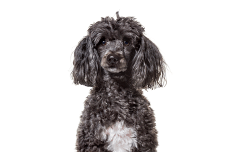 Poodle preto sentado Poodle jovem de pelagem preta