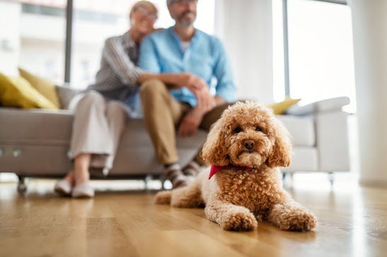 Cão Poodle Toy, de pelagem marrom clara, deitado em destaque na imagem e com seu casal de tutores sentados ao fundo