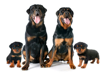 Família da raça Rottweiler, dois adultos e dois filhotes
