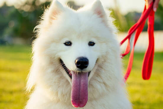 Samoieda com a língua de fora Cão Samoieda, de pelagem branca, com a língua e fora e com foco na face